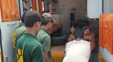 पश्चिम चंपारण में बाघ का हमला: बुजुर्ग किसान की मौत, वनकर्मी गंभीर रूप से घायल; इलाके में दहशत