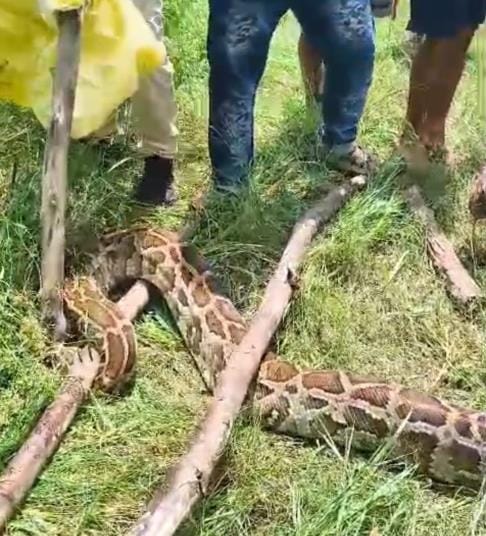 Python found near Shanidev temple