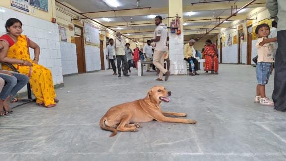 Terror of dogs... have made 340 people their victims in 27 days