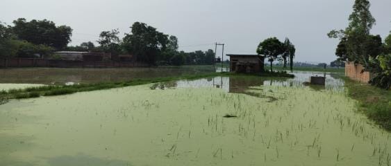 10 bigha paddy field submerged in Badaura village