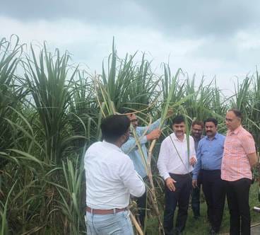 Instructions given for disease control in sugarcane crop