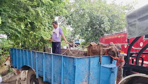 Shift all the helpless animals to cow shelters as soon as possible: Siwach