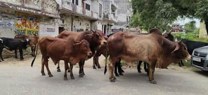 Eight New Cow Shelters to Be Ready by June, Space for 3200 Stray Cattle