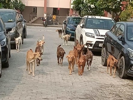 A squad will be formed to get rid of dogs