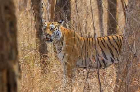 Tiger Attack in Pench National Park Youth Fights for 10 Minutes Seriously Injured