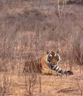 टाइगर रिजर्व में मौजूद बाघ