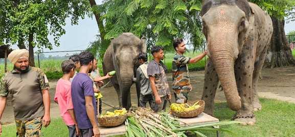 Feast for Dudhwa's elephants, health checked in camp