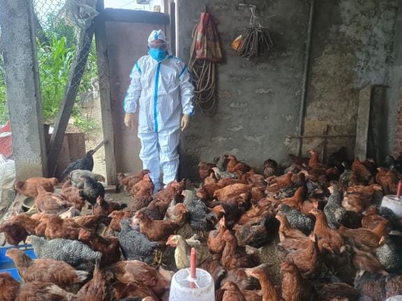 Alert in Moradabad division: 35 samples taken from poultry farms amid bird flu outbreak, confirmed in Rampur