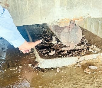 No attention was paid for years, the condition of three bearings was found to be very bad