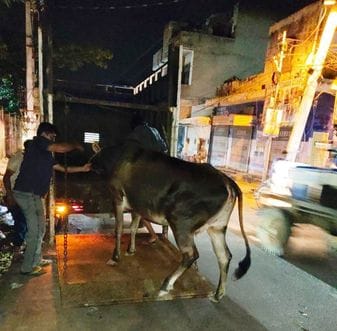 Municipal Corporation caught 12 stray animals