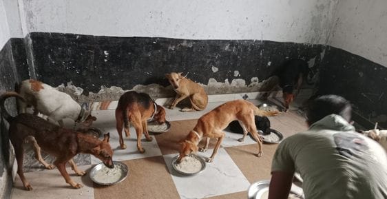 Even after shelter home, 4200 dogs are roaming in the city and biting people