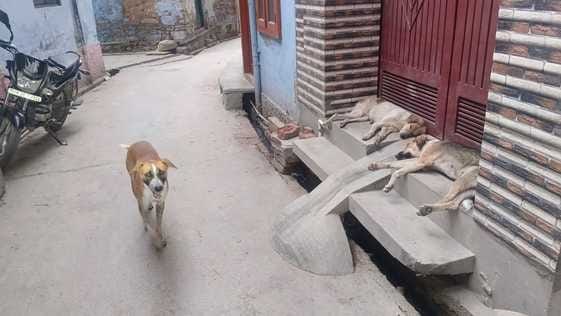 Dogs are biting seven to eight people every day