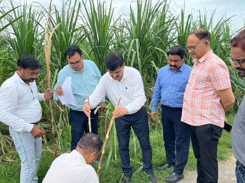 Red rot is the most devastating disease of sugarcane crop