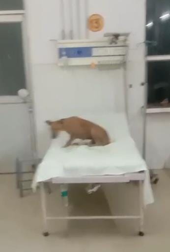 Dog sitting on the bed of emergency ward