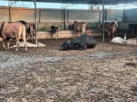 cow news