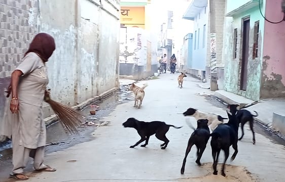 dog news