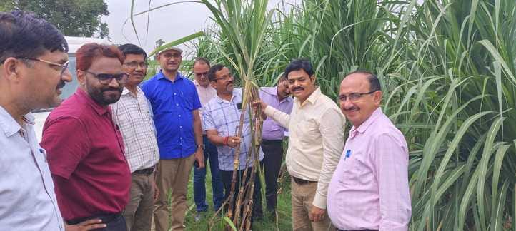 Agricultural scientists inspected the sugarcane crop