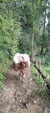 Due to lack of roads, apple crates have to be carried on backs and mules