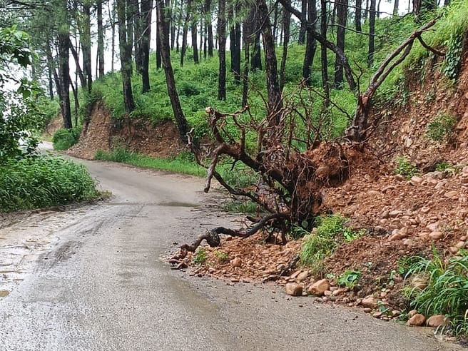 Sacrifice of trees in expansion of Saloni-Deotsiddh road