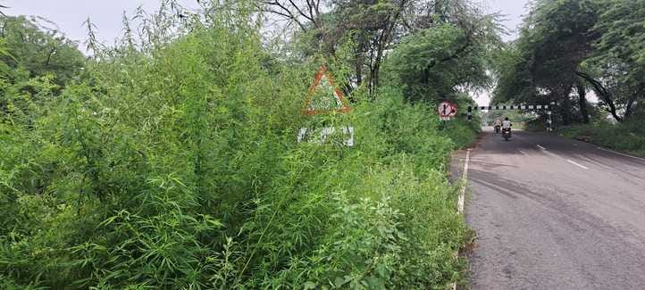 Signal signs hidden in bushes on the bridge of Hindon river are becoming the cause of accidents