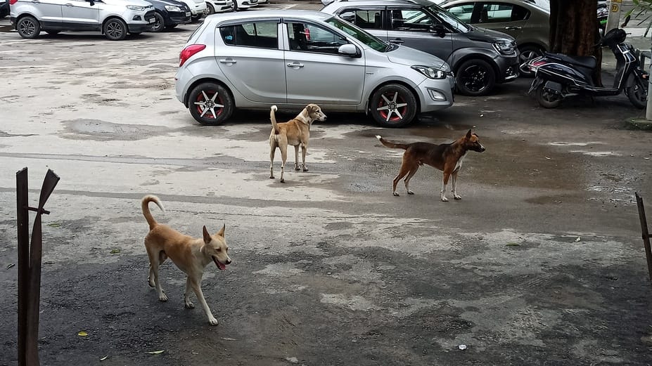 80 Crore Allocated for Stray Dog Facilities in Urban Areas