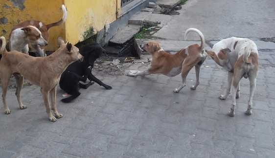 Dogs are attacking, administration is also giving pain