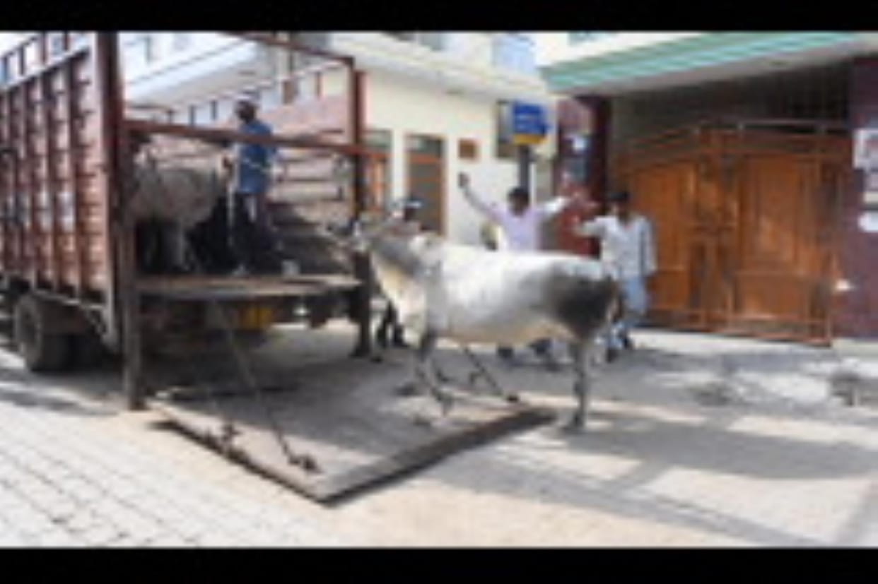 Animal Capture Campaign: Uncontrolled cow broke the glass of the corporation's vehicle