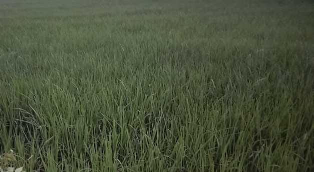 Dwarfism still persists in paddy crop