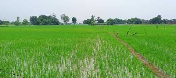 The paddy crop flourished, sowing of millet could not be done