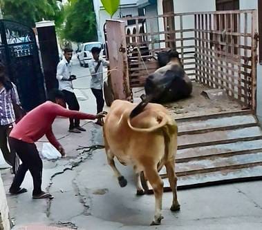 Campaign to remove stray cattle from the roads, organizations become partners