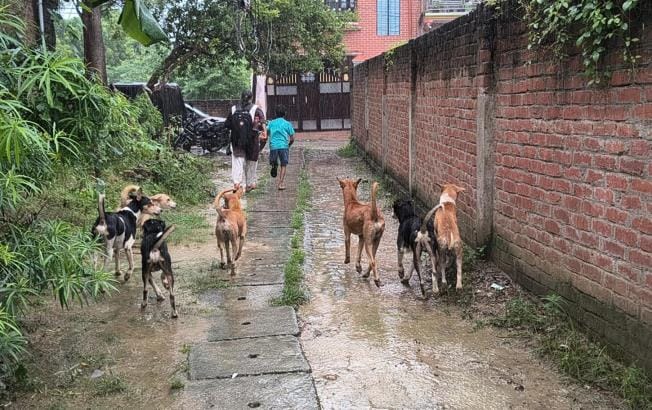 Panic...wherever you look, there are packs of dogs and people coming and going with their lives in their hands.