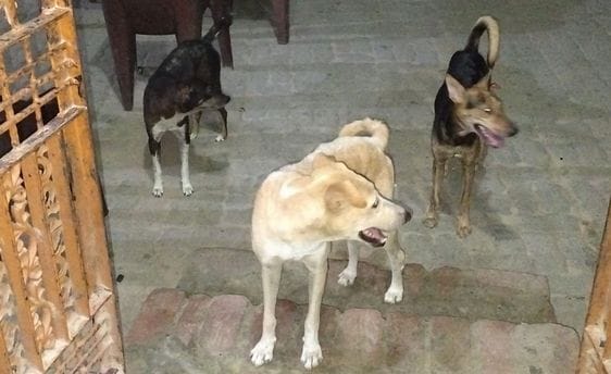 Stray dogs made four and a half thousand people their prey