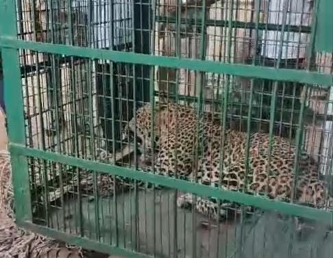 Leopard injured after being hit by a vehicle on highway in Amroha, died after 15 minutes of treatment
