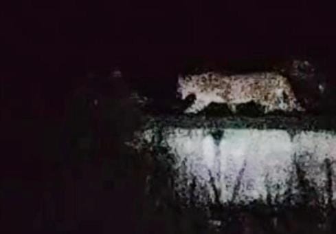 Children were scared after seeing a leopard on the school roof