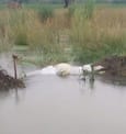 Hundreds of acres of crops submerged due to breaking of dam track in Jinavali