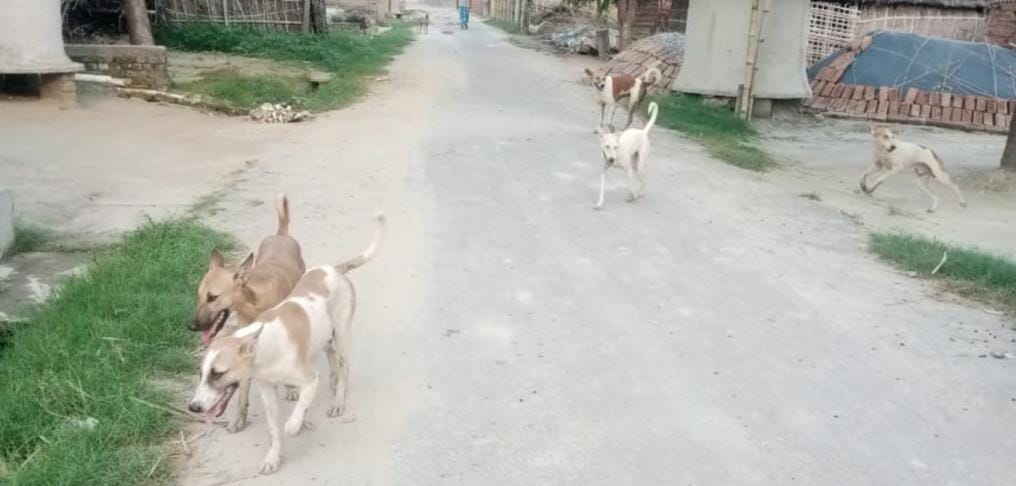 Terror... dogs run away as soon as they see them, people are coming out with sticks in their hands