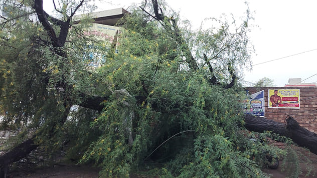 Bank consultant riding a bike died due to falling of tree