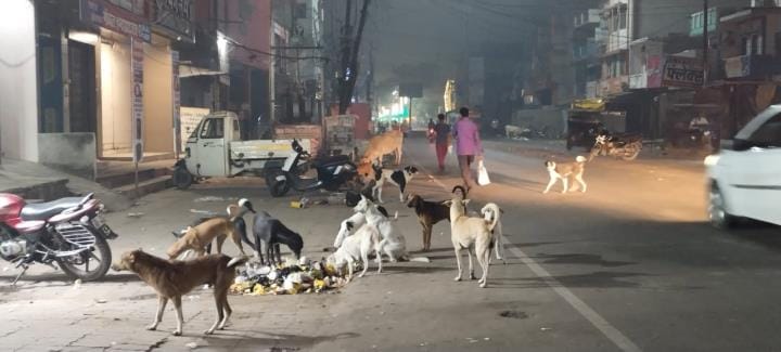 Packs of dogs from alleys to highways... the danger increases at night