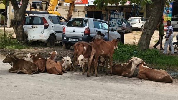 There are many claims of protection, yet animals are helpless on the roads