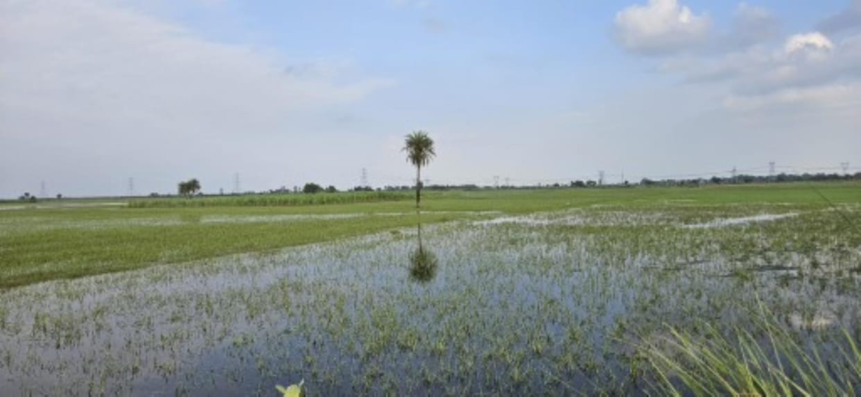 Paddy and market crops destroyed in Sankara area