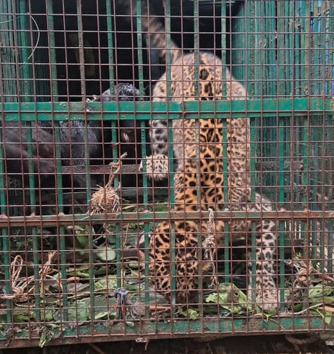 Leopard trapped in a cage