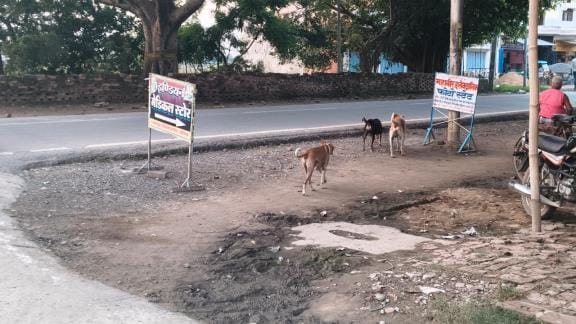 Stray dogs went on a rampage, injured 19420 people in six months