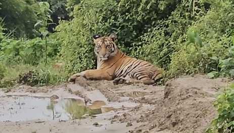 The tiger came in front of the car and sat on the side of the road