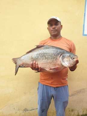 Ban on hunting ends, 17806 kg fish caught from Pong lake