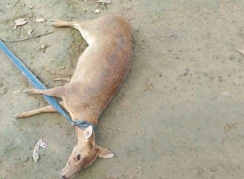 A deer seriously injured by a dog attack dies