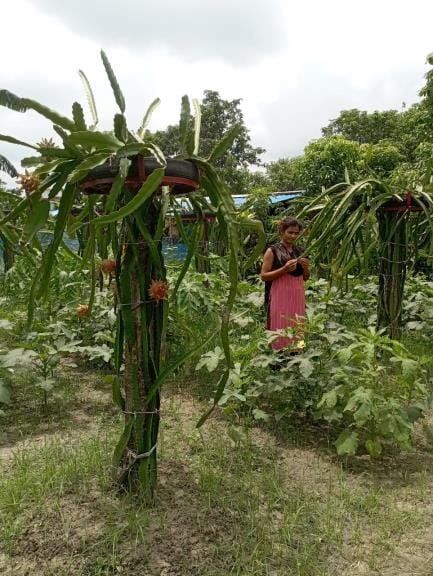 Siddharthnagar News : She has become an example for others, her fortune is changing with dragon fruit farming
