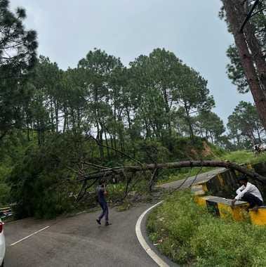 Badsar-Bhota road remained disrupted for half an hour due to falling of pine tree