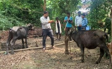 More than 100 cattle from three villages are affected by the disease