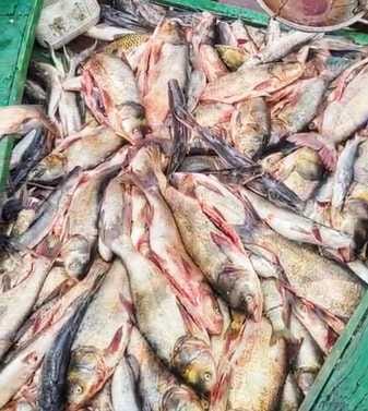 Fish trade opened again in Govindsagar lake
