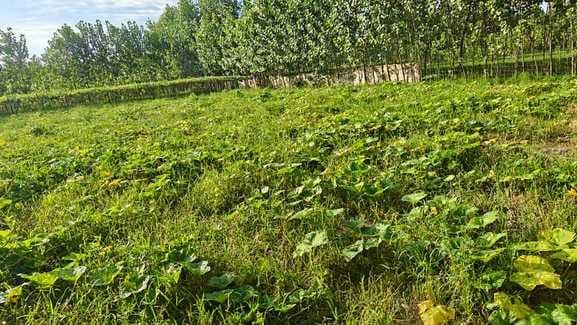 Excessive rain spoils the vine vegetable crop